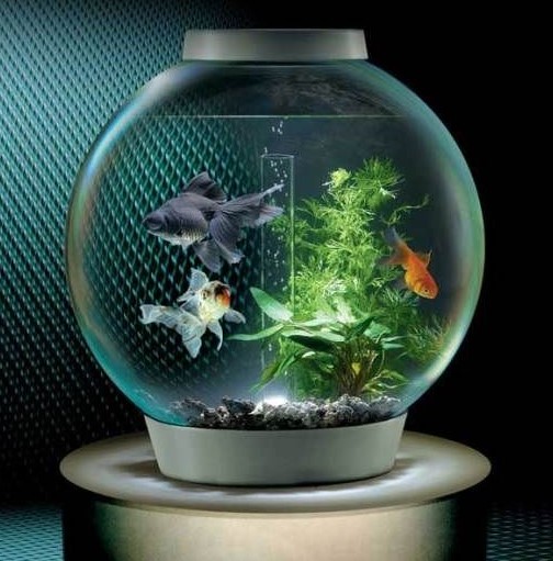 aquarium bulat minimalis
